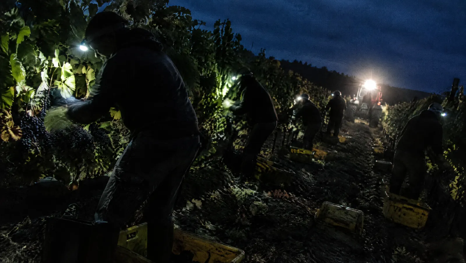 Harvest