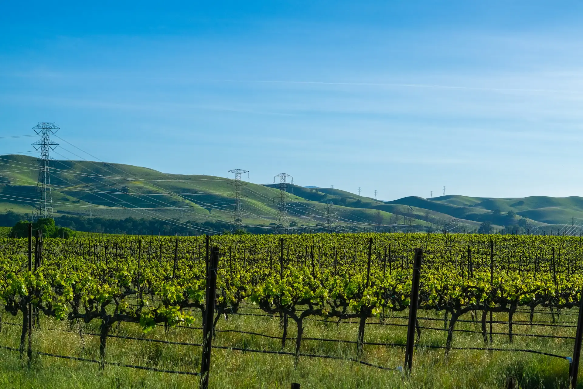 First green shoots emerging on a vine at bud break