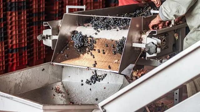 Unripe grapes being pressed into verijuice