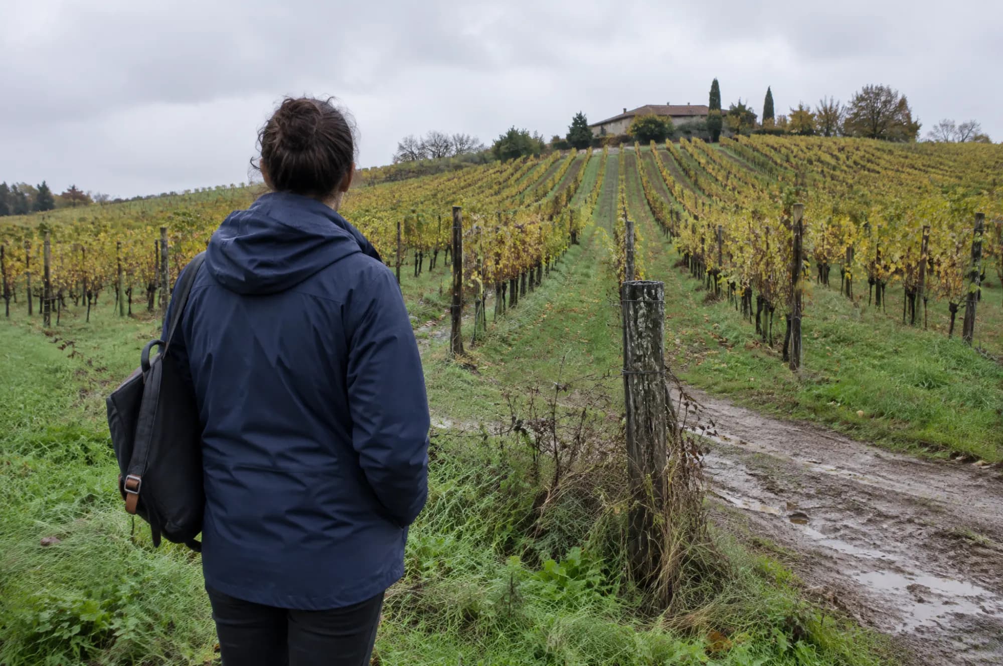 A person looking down vineyard rows on an overcast afternoon
