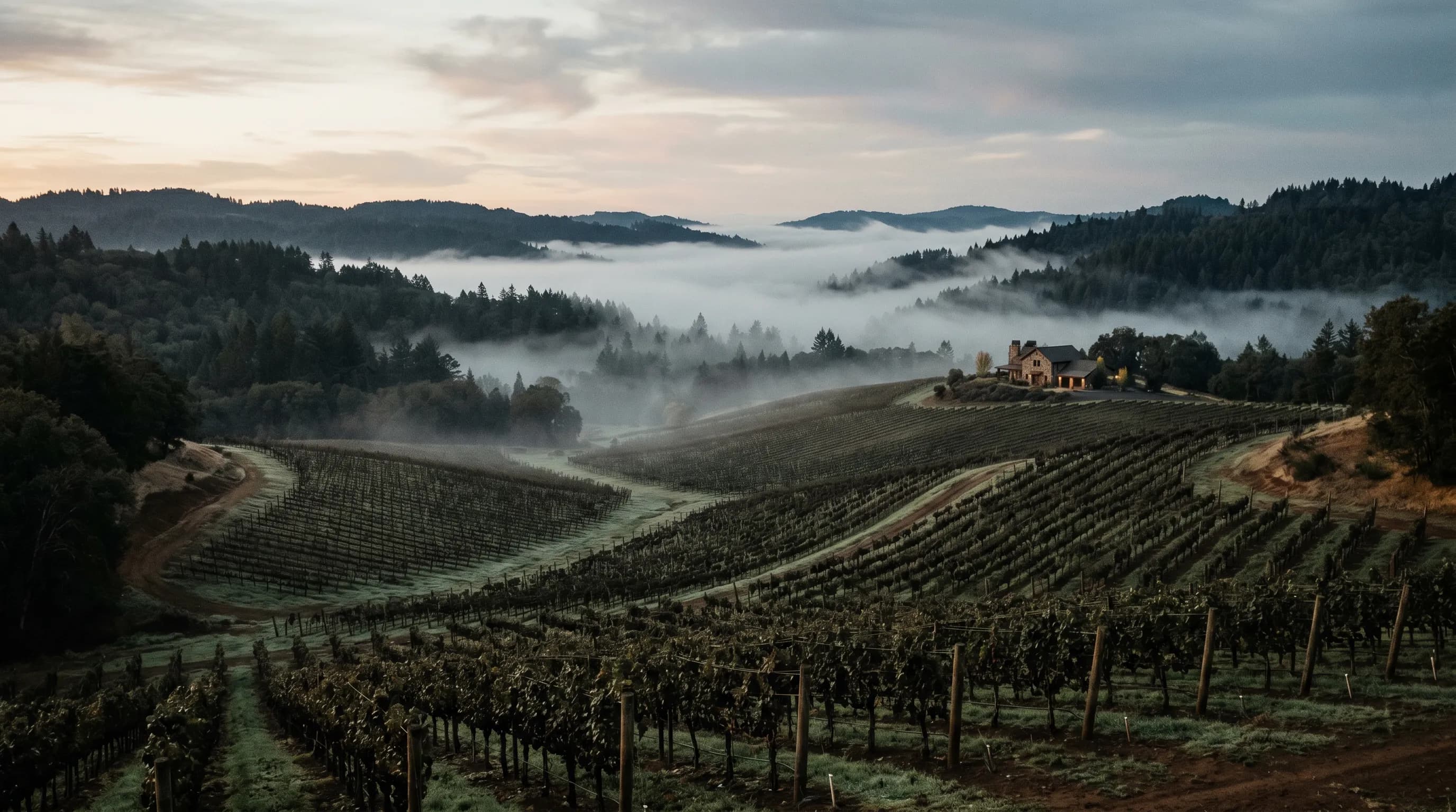 A vineyard valley at dawn, fog settling in the hills