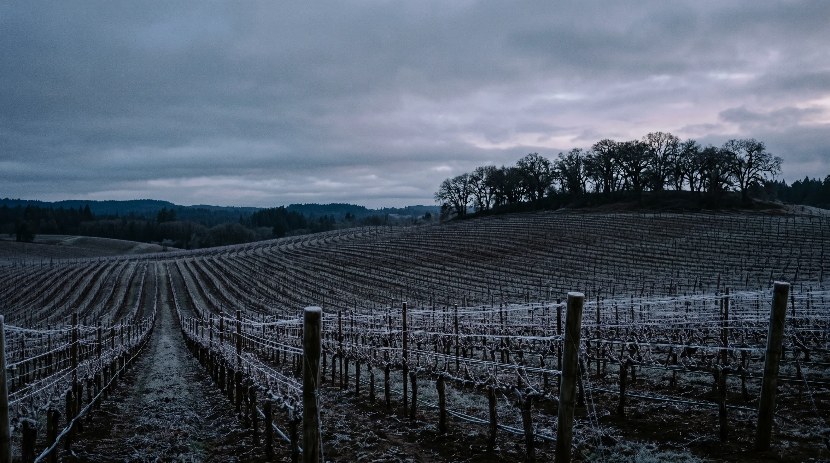 A dormant vineyard in winter