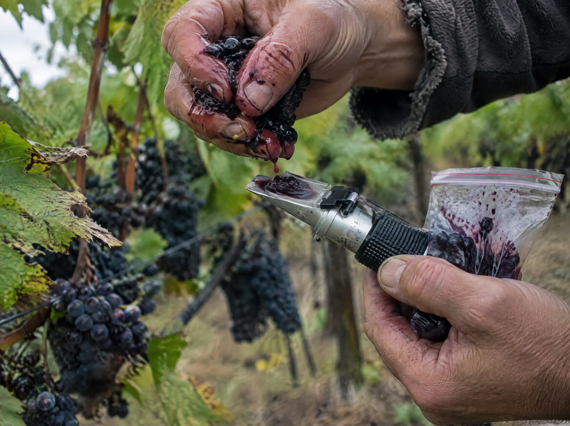 A winemaker checking brix in the vineyard before the pick