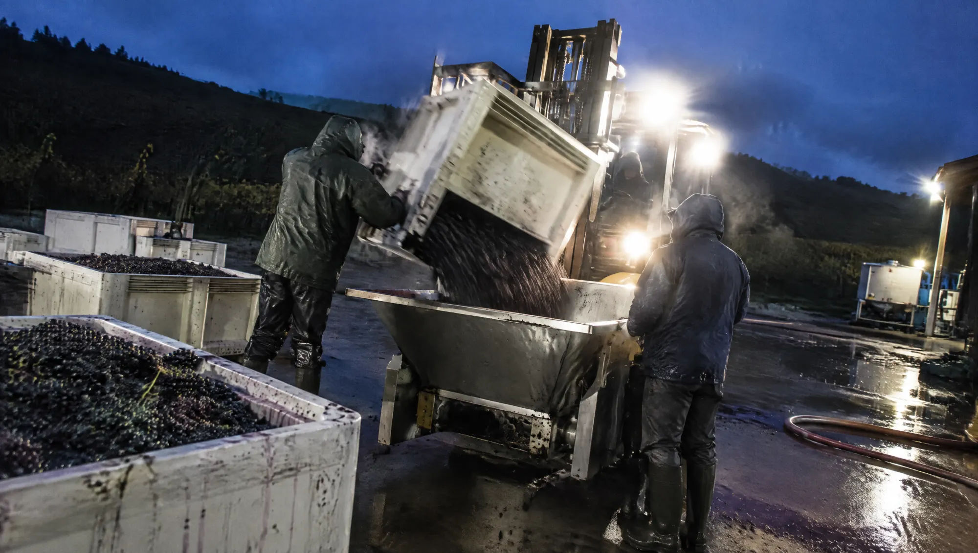 Bins of just-picked grapes tipped into the destemmer before dawn