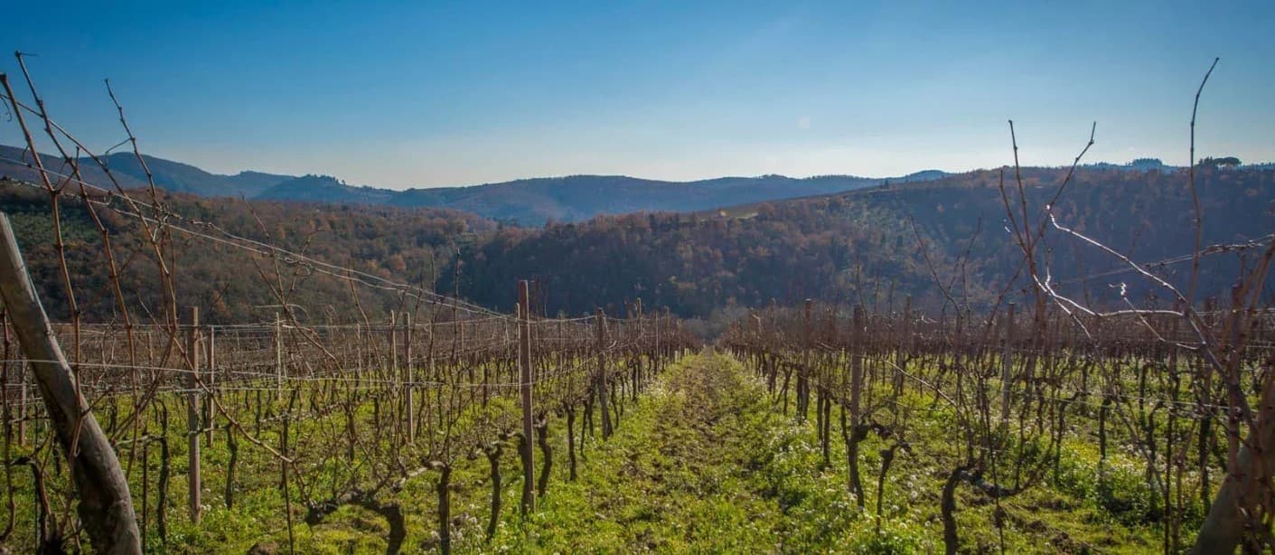 Domaine Champignon vineyard