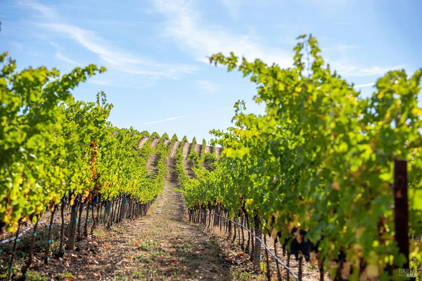 Casa Brunello vineyard