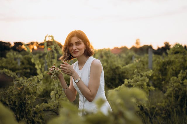 A winemaker checking brix in the vineyard before the pick