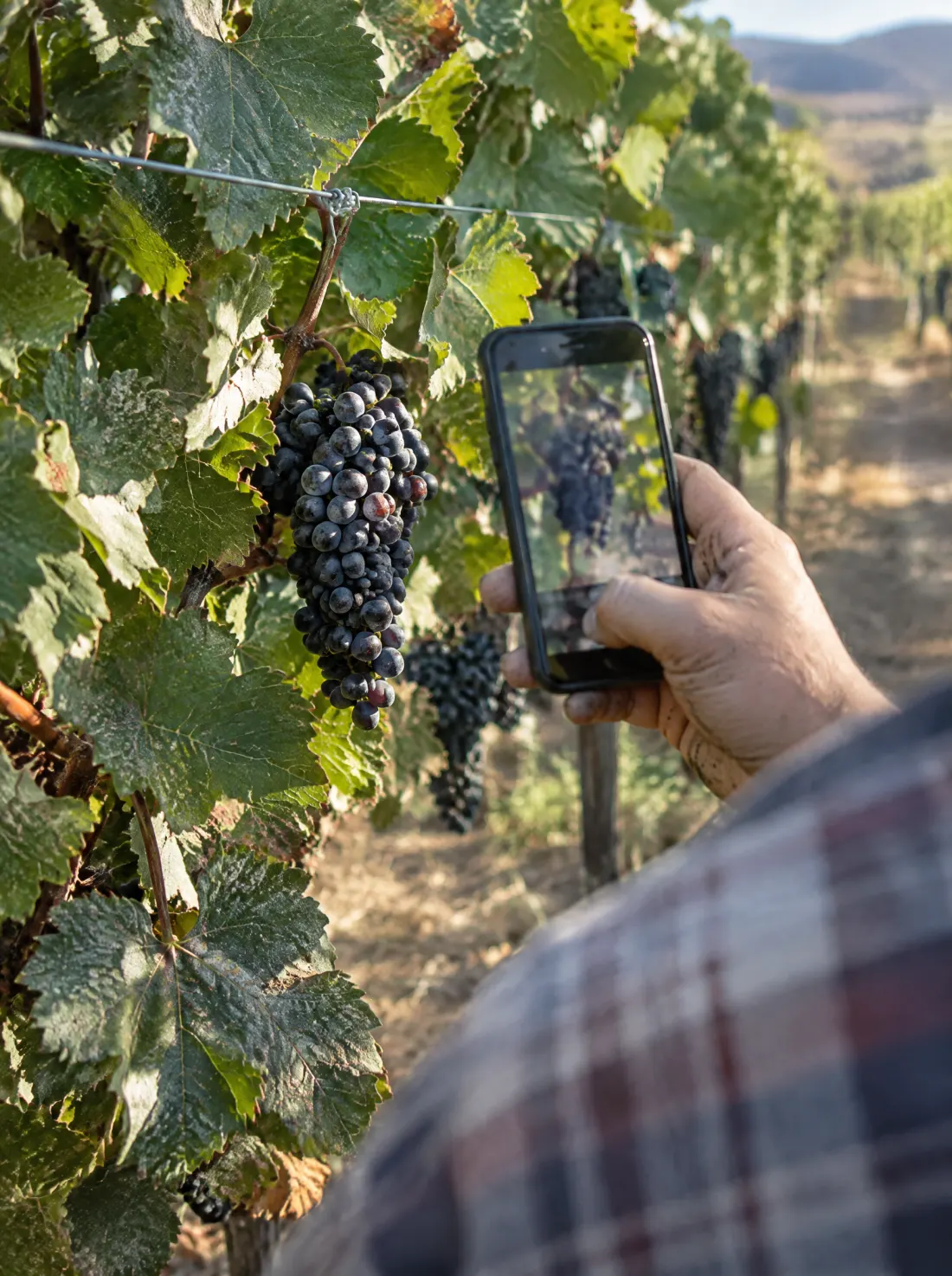 A winemaker photographing a grape cluster on their phone in the rows