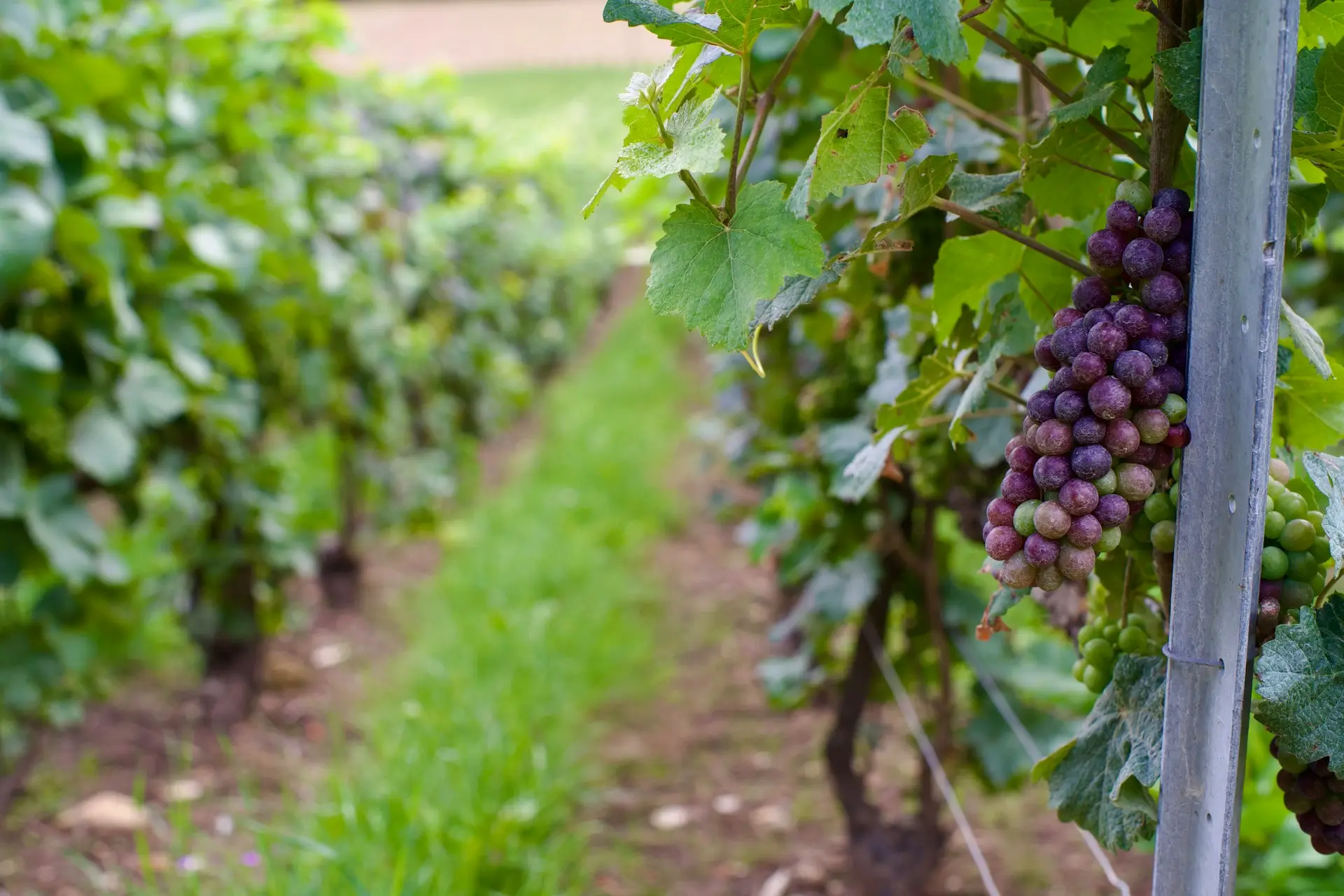 Shoreline Cellars vineyard