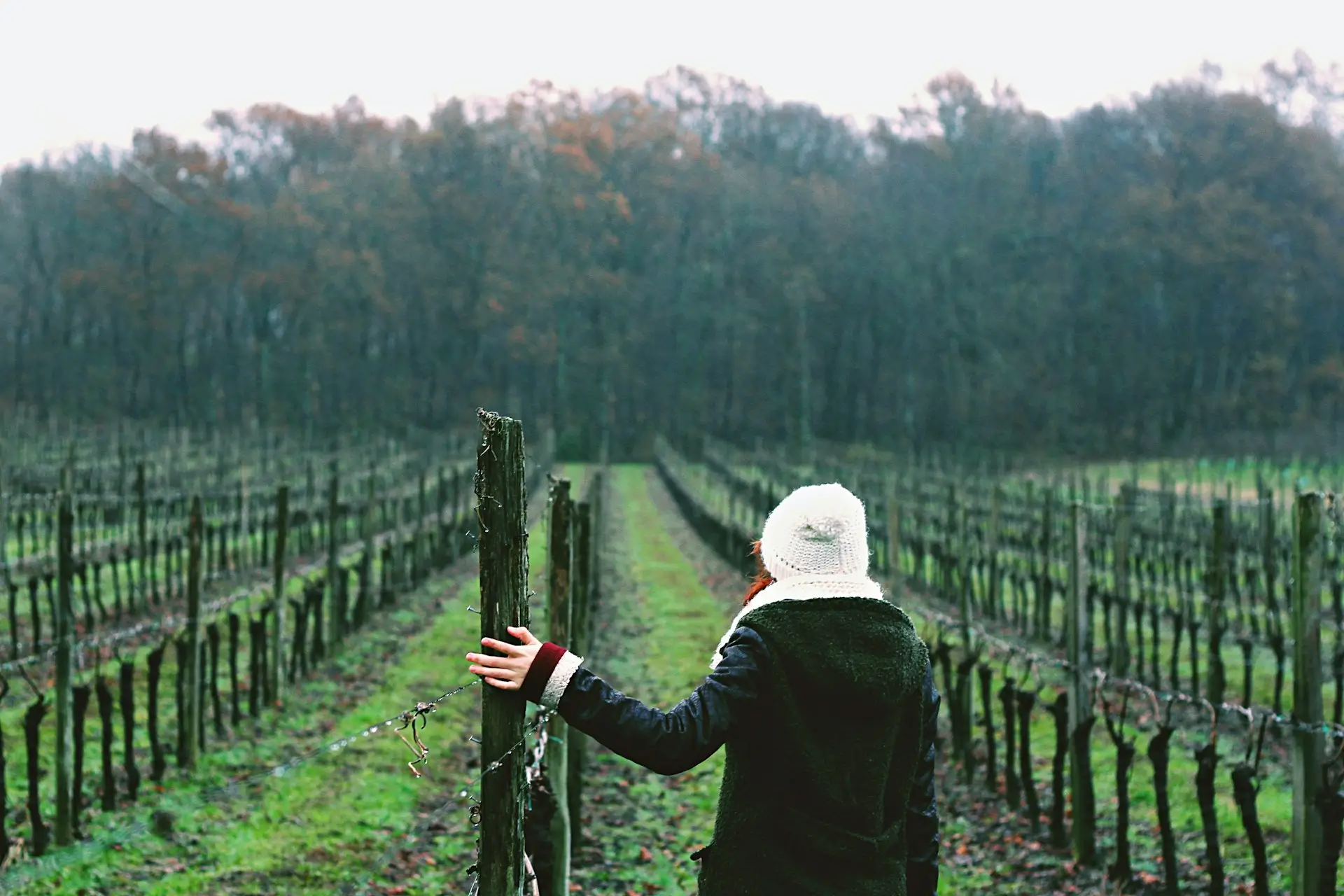 A dormant vineyard in winter