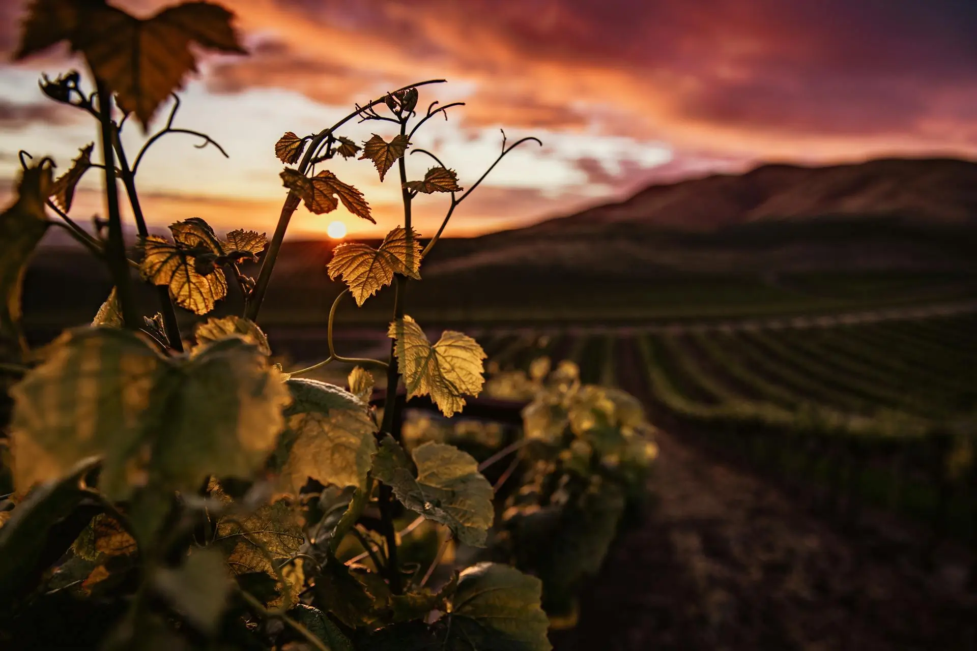 Petit Chablis