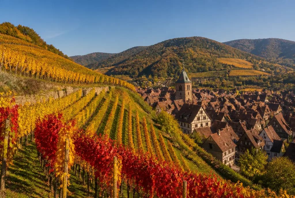 Pinot Gris — Alsace