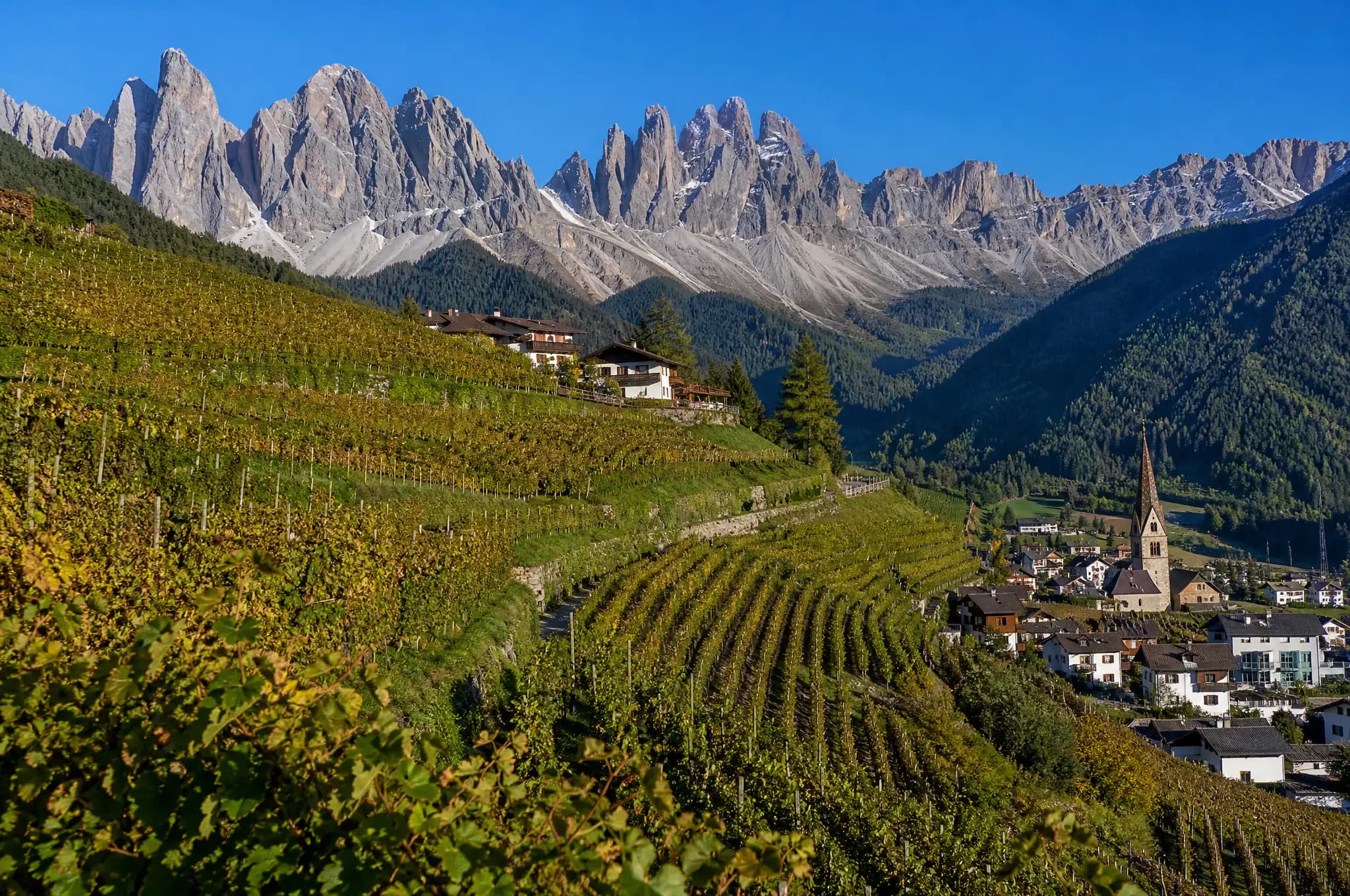 Alto Adige Pinot Grigio DOC — Alto Adige