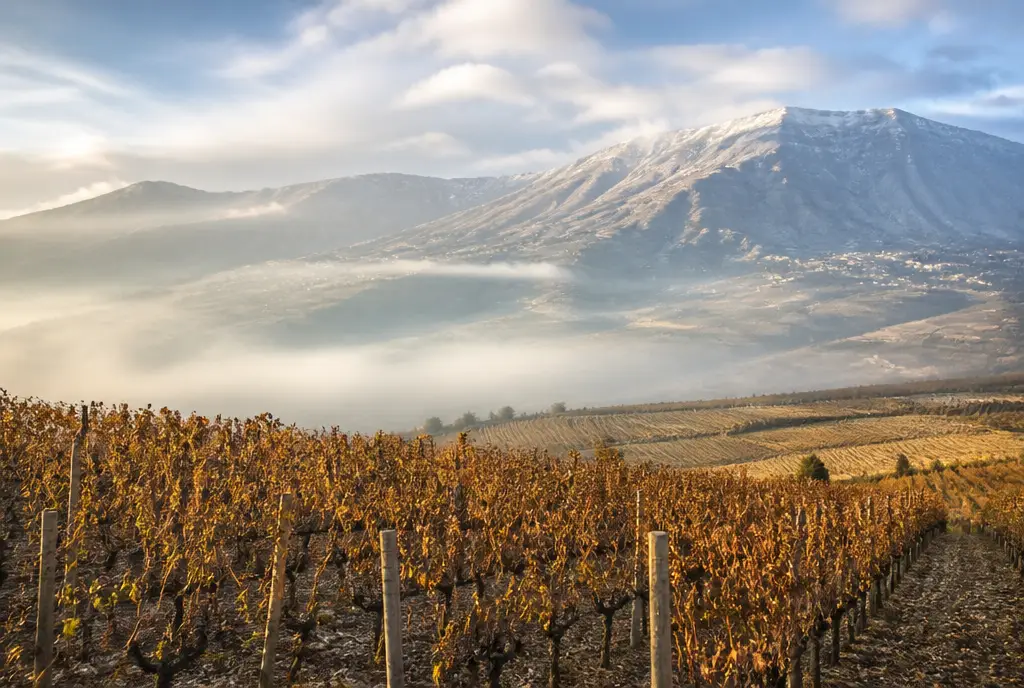 Old-Vine Cinsault — Bekaa Valley
