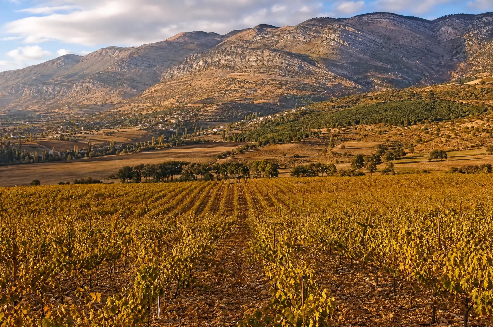 Bekaa Valley Estate