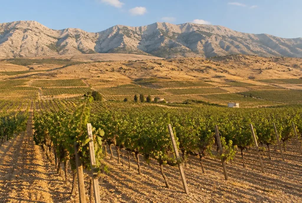 Bekaa Red Blend — Bekaa Valley
