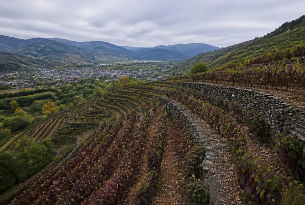 Bierzo Mencía — Bierzo