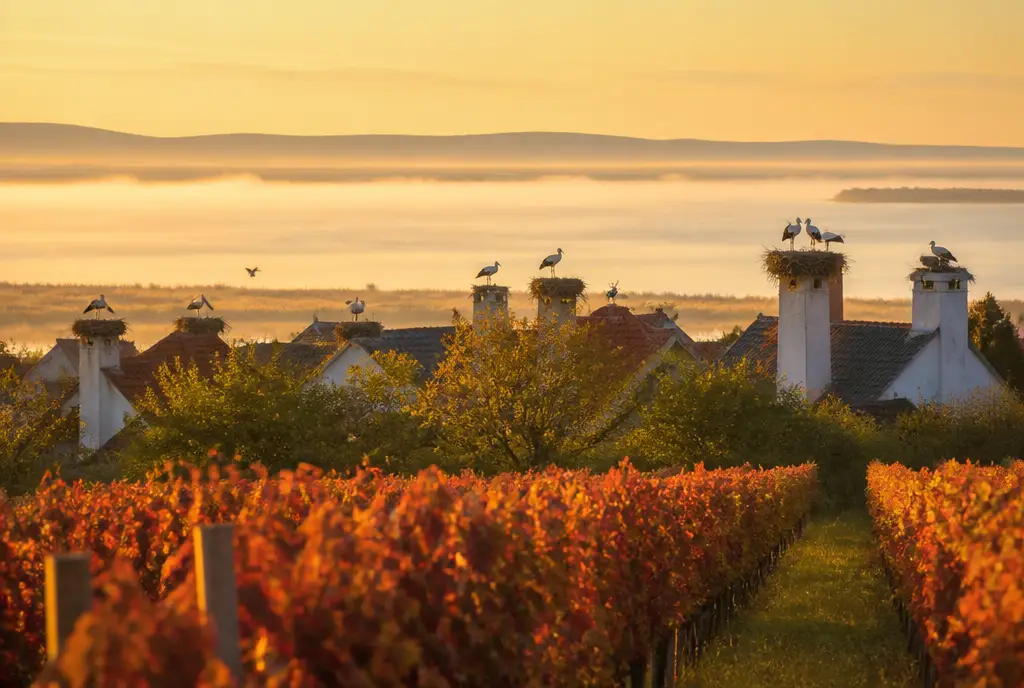 Ruster Ausbruch Sweet β Burgenland