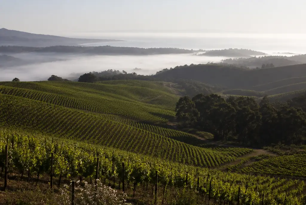 Casablanca Sauvignon Blanc — Casablanca Valley