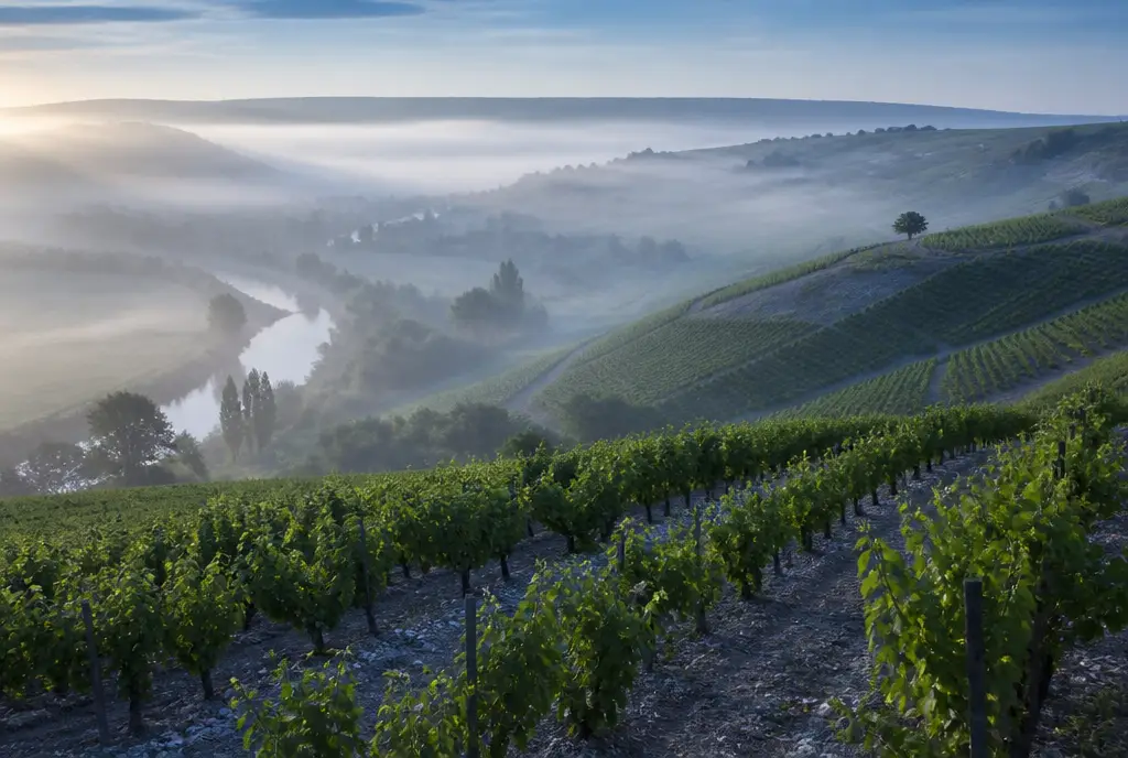 Chablis Chardonnay — Chablis
