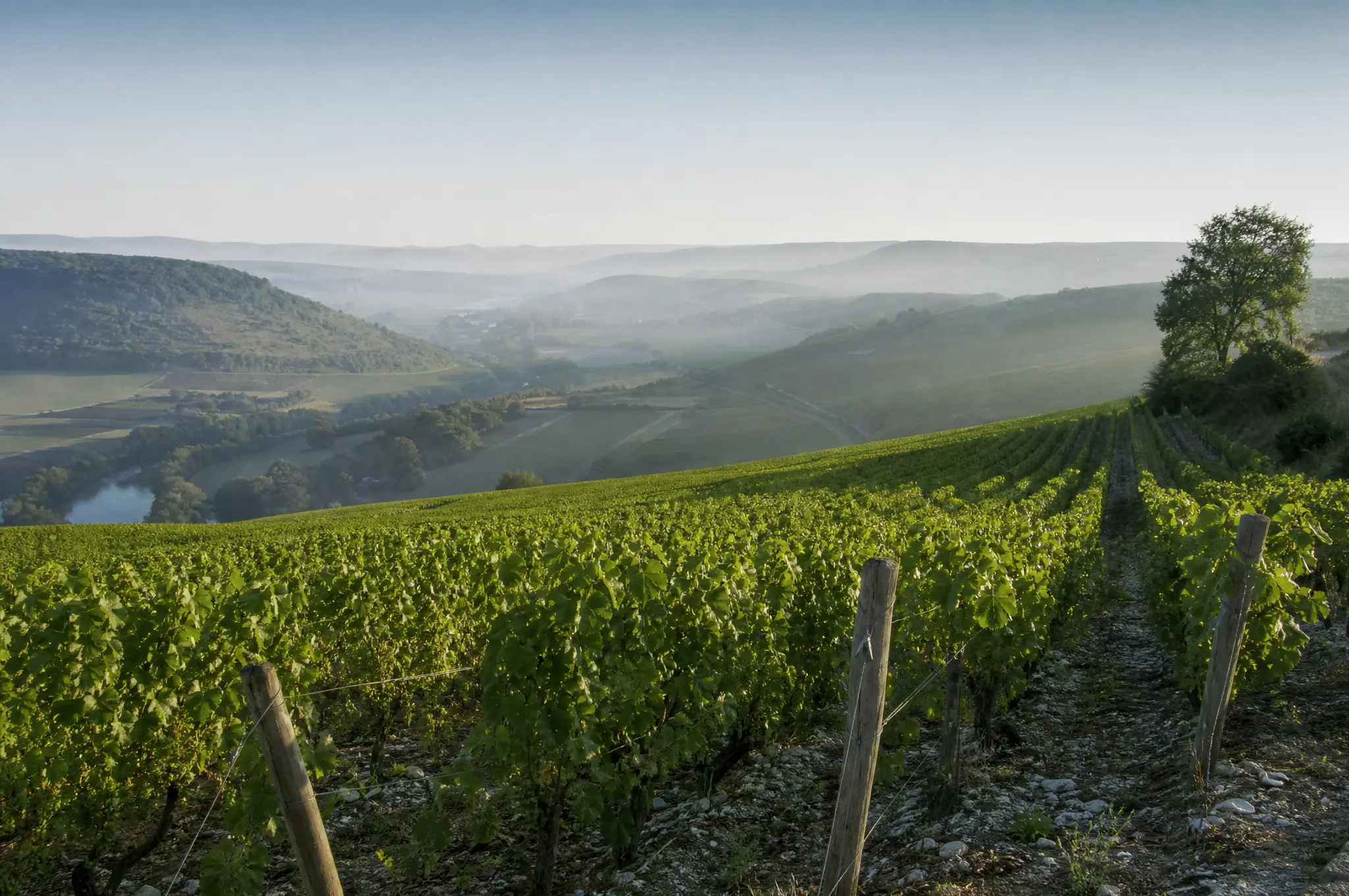 Chablis Estate