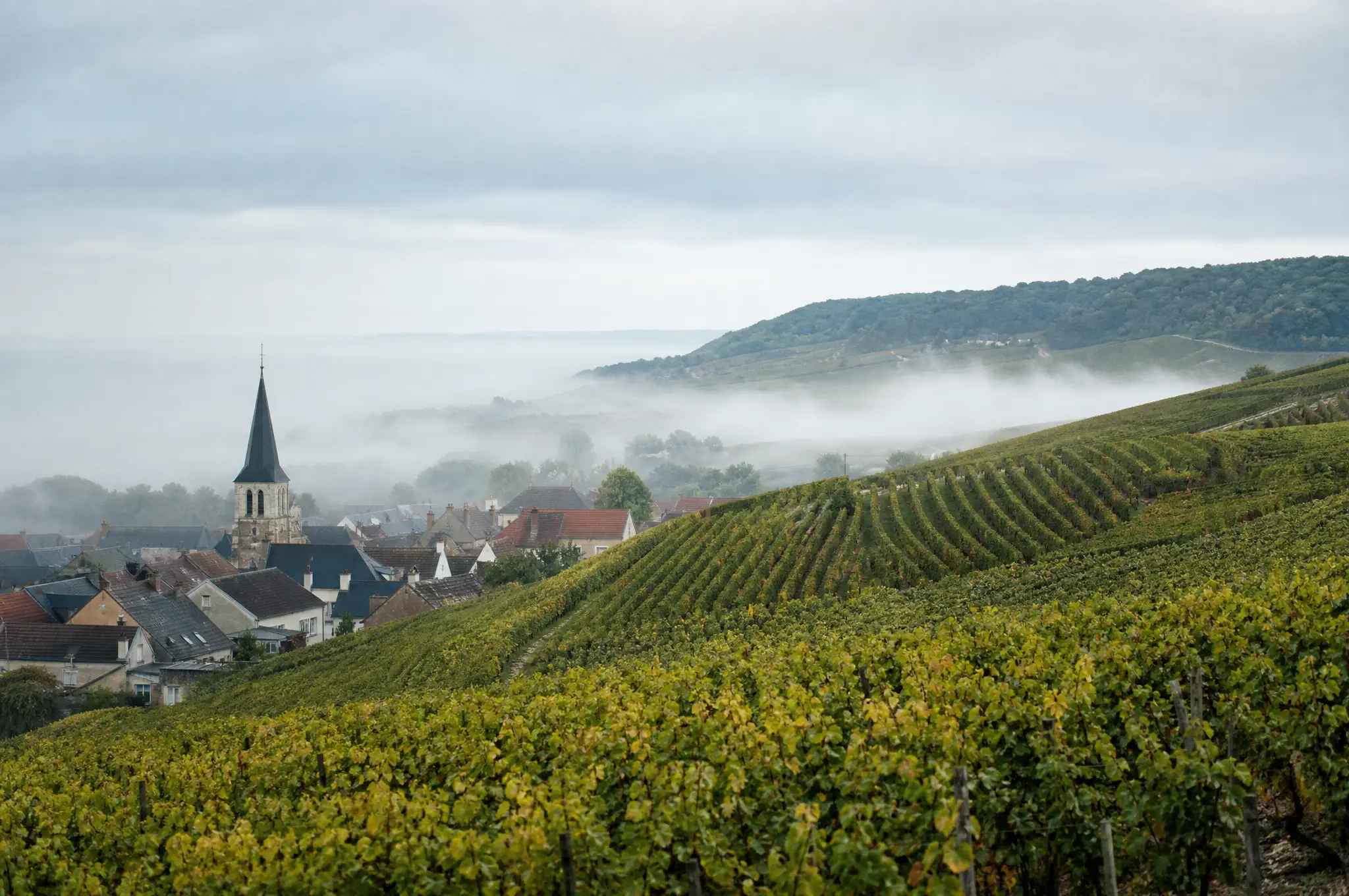 Champagne Estate