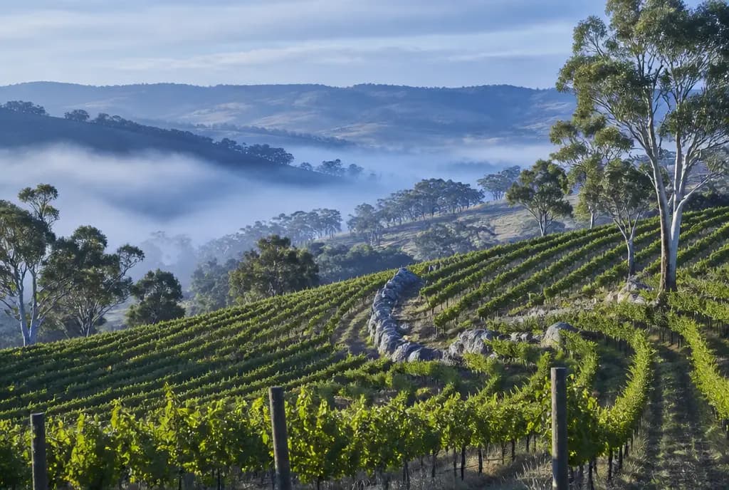 Watervale Riesling, Single Block β Clare Valley