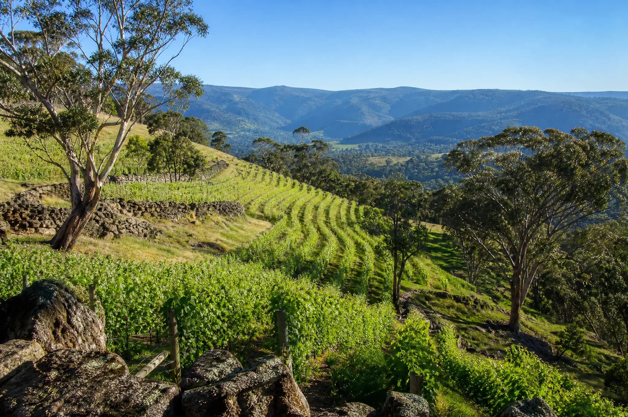 Clare Valley Dry Riesling — Clare Valley
