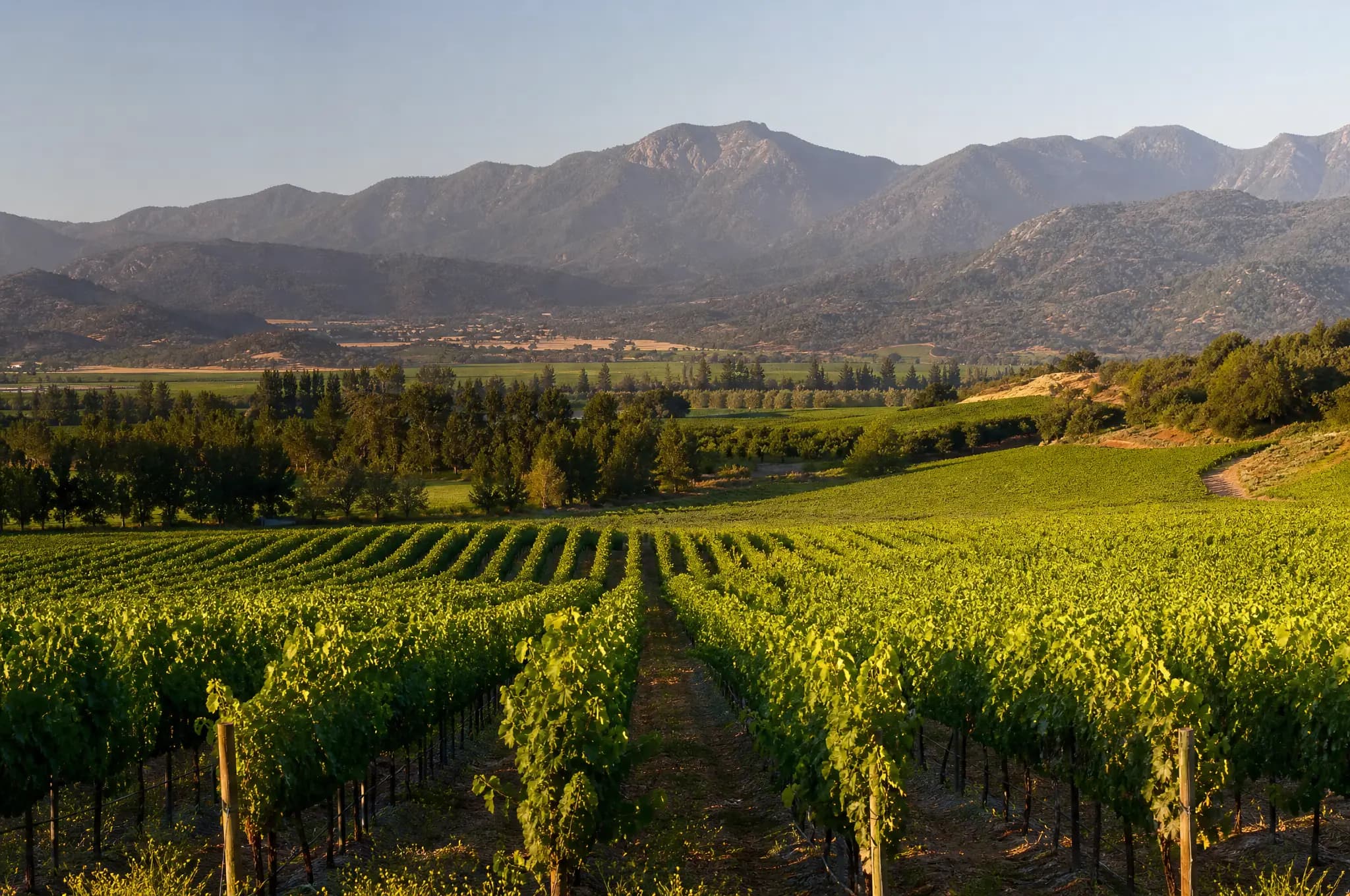 Colchagua Carmenère — Colchagua Valley
