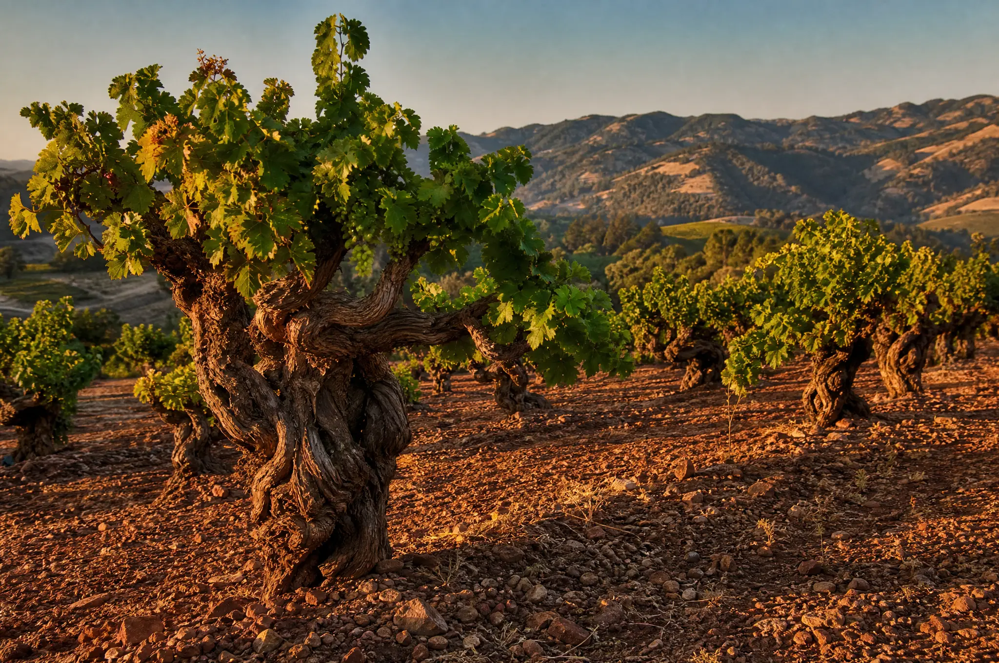 Dry Creek Valley Estate