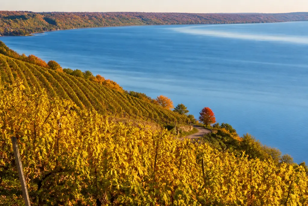 Dry Riesling β Finger Lakes