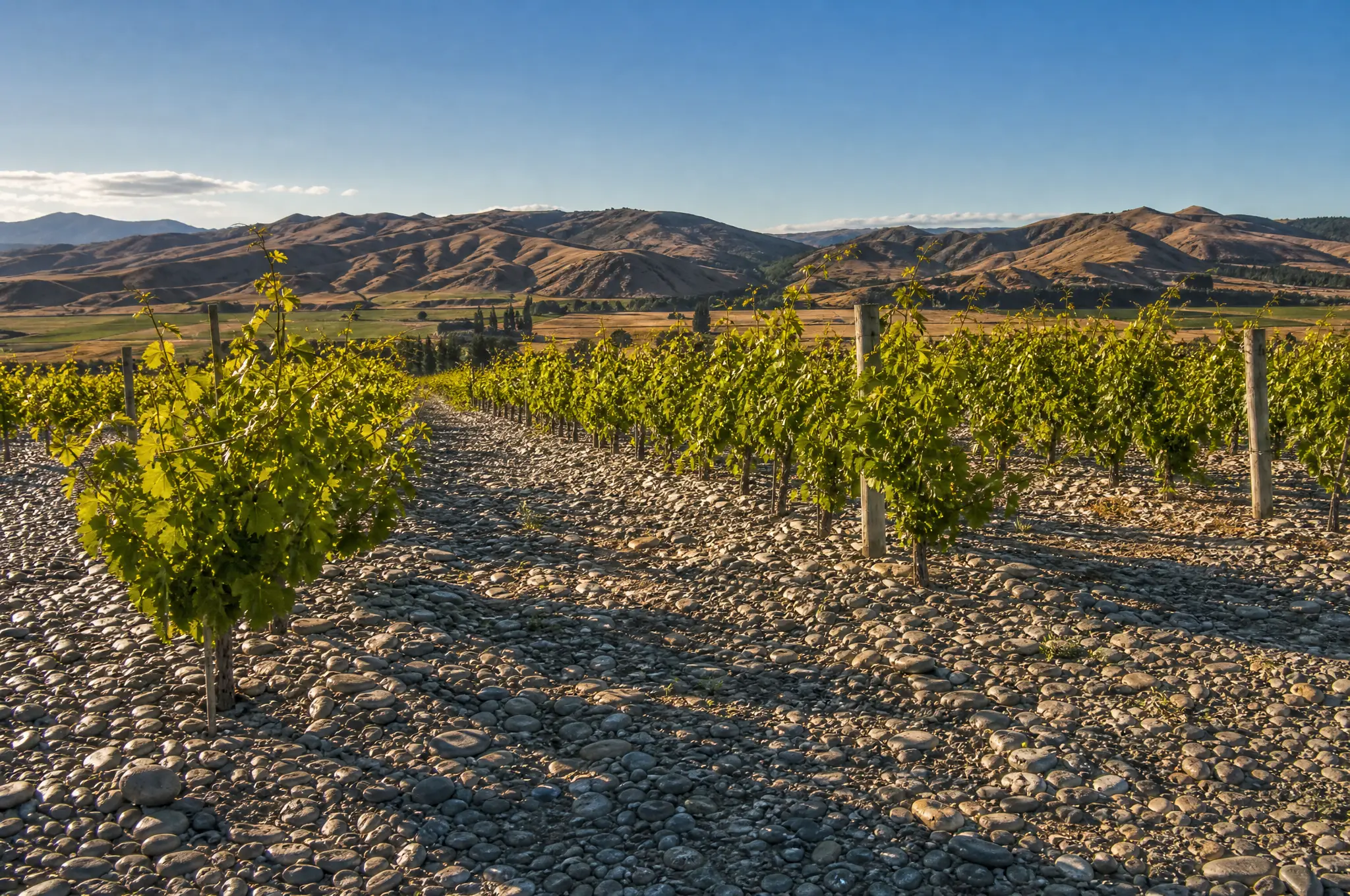 Hawke's Bay Estate