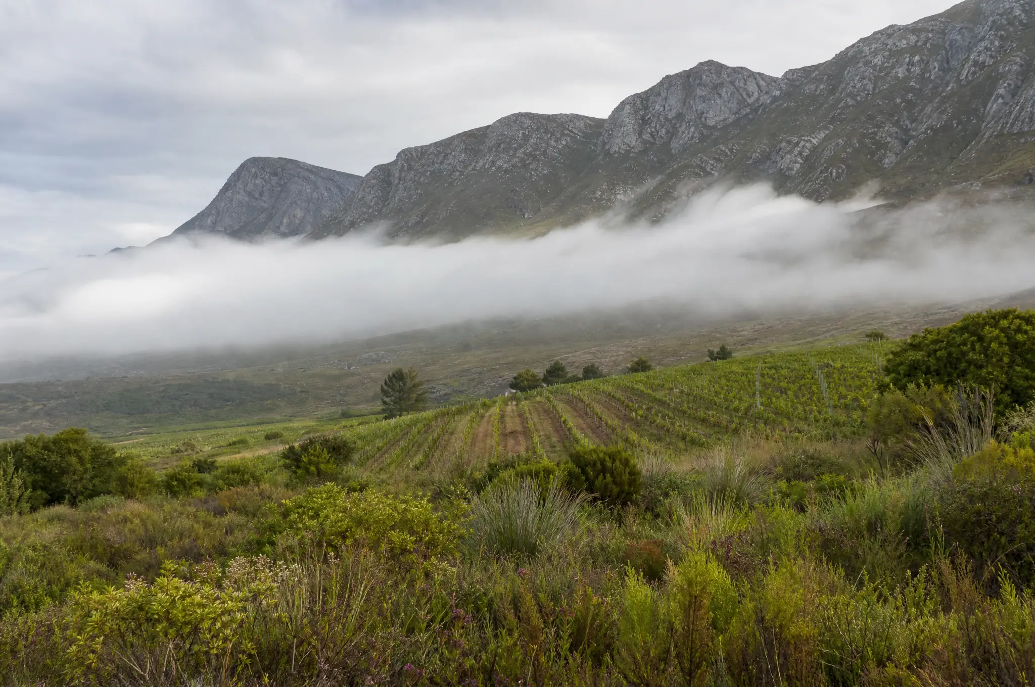 Hemel-en-Aarde Pinot Noir — Hemel-en-Aarde
