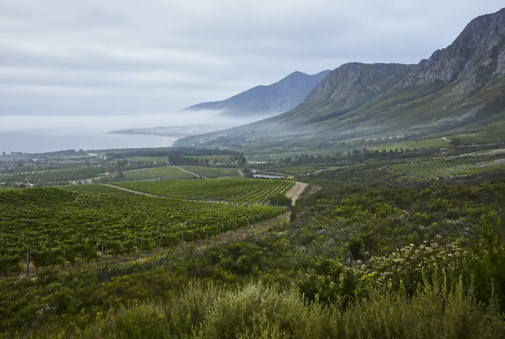 Hemel-en-Aarde Pinot Noir — Hemel-en-Aarde