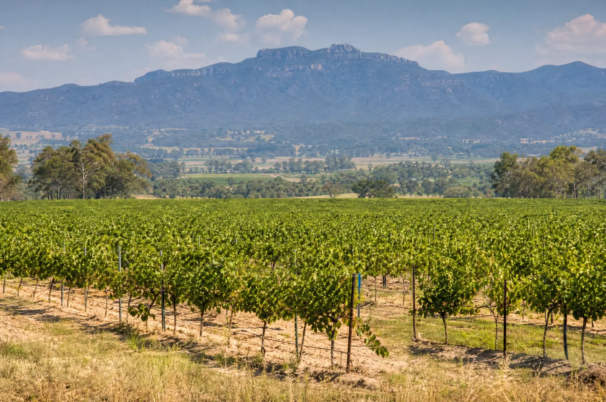 Hunter Valley Estate