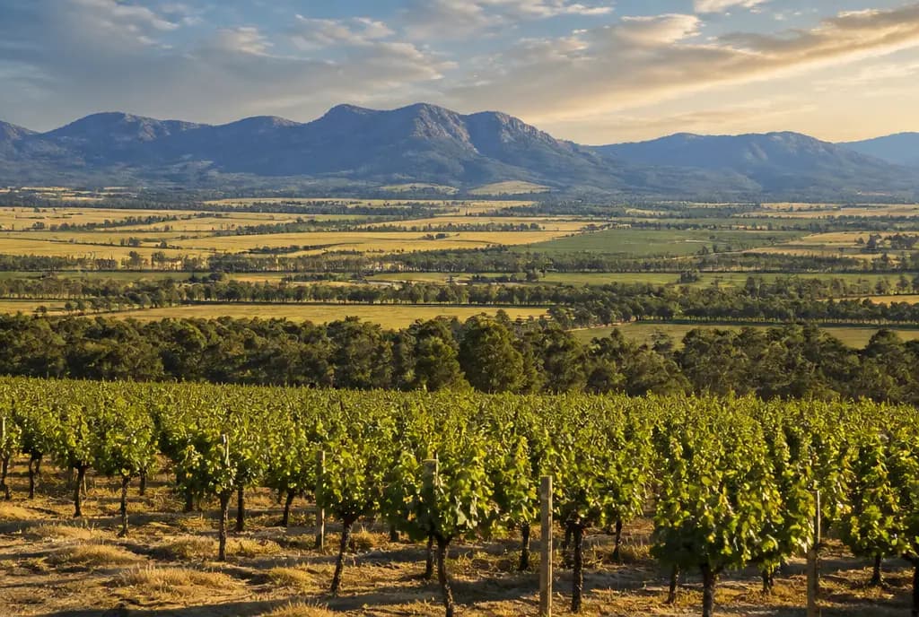 Hunter Valley Semillon β Hunter Valley