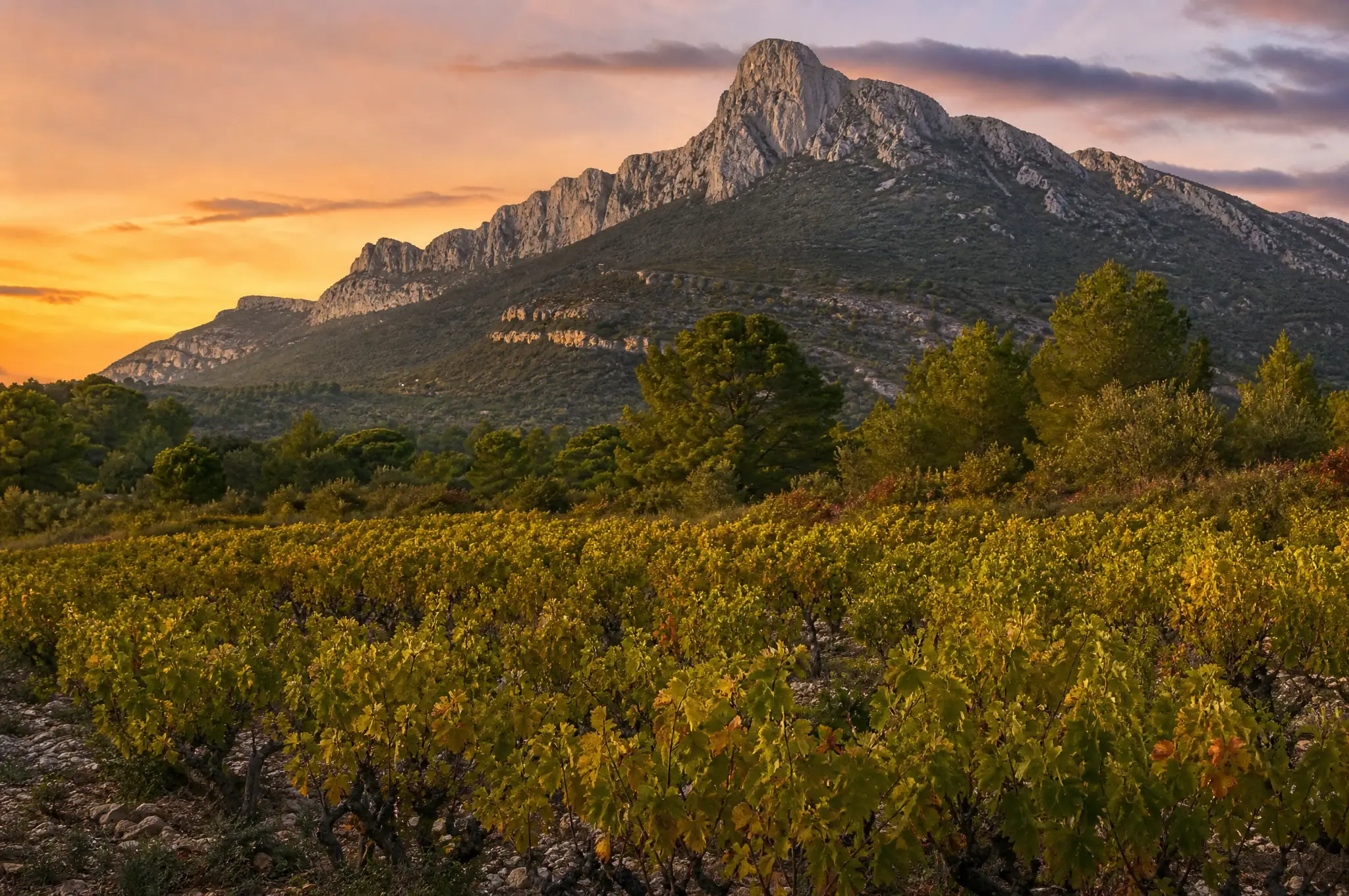 Pic Saint-Loup & Faugères Estate