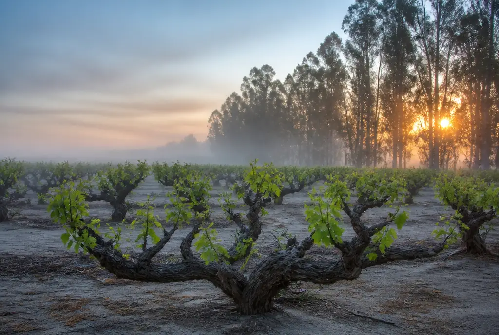Lodi Tempranillo — Lodi