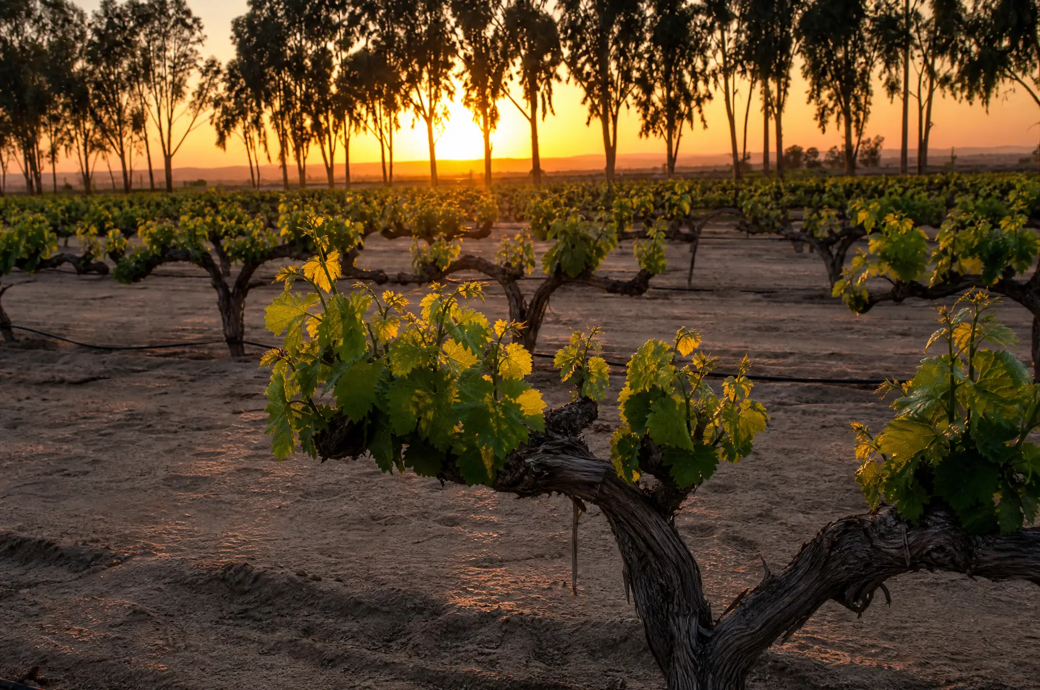 Lodi Estate