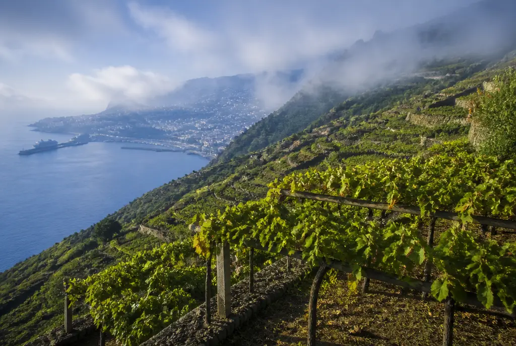 Verdelho (Medium-Dry) β Madeira
