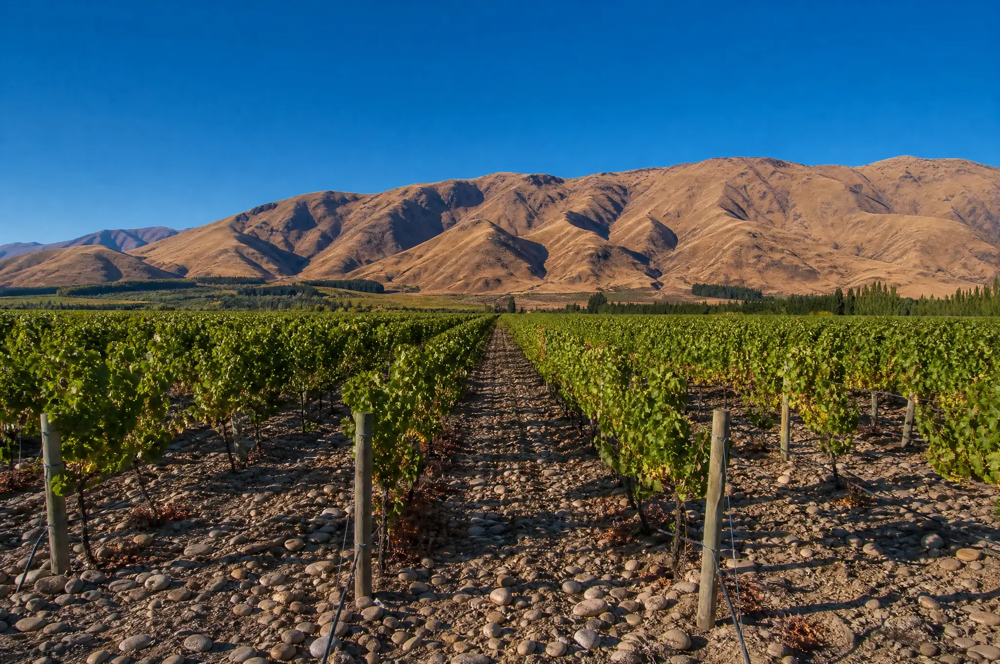 Marlborough Estate
