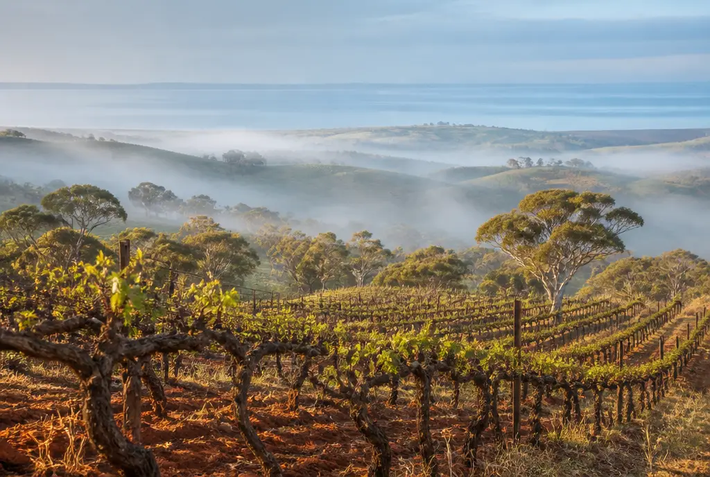 Old-Vine Grenache β McLaren Vale