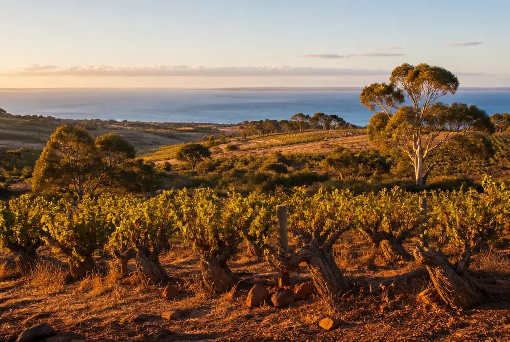 GSM Field Blend — McLaren Vale
