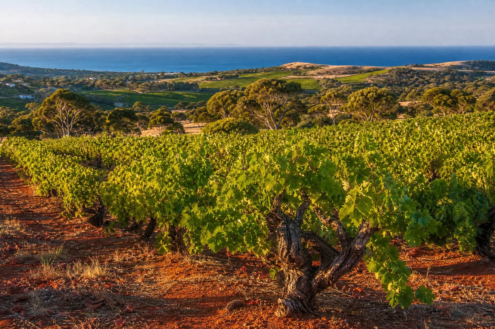 McLaren Vale Estate