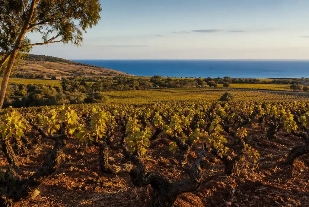 McLaren Vale Shiraz β McLaren Vale