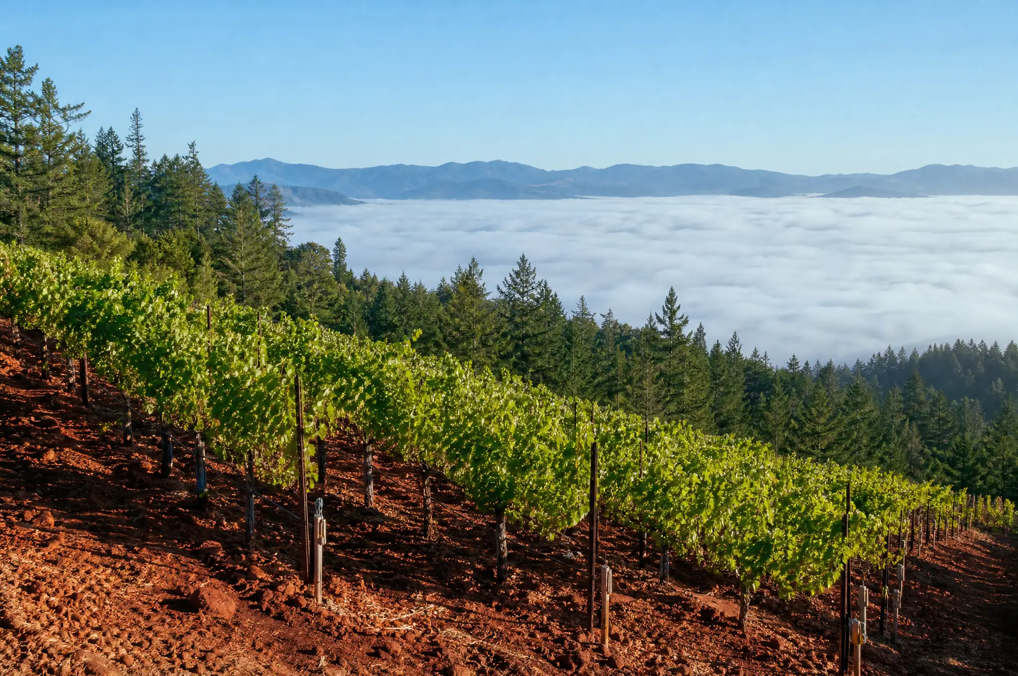 Howell Mountain Estate