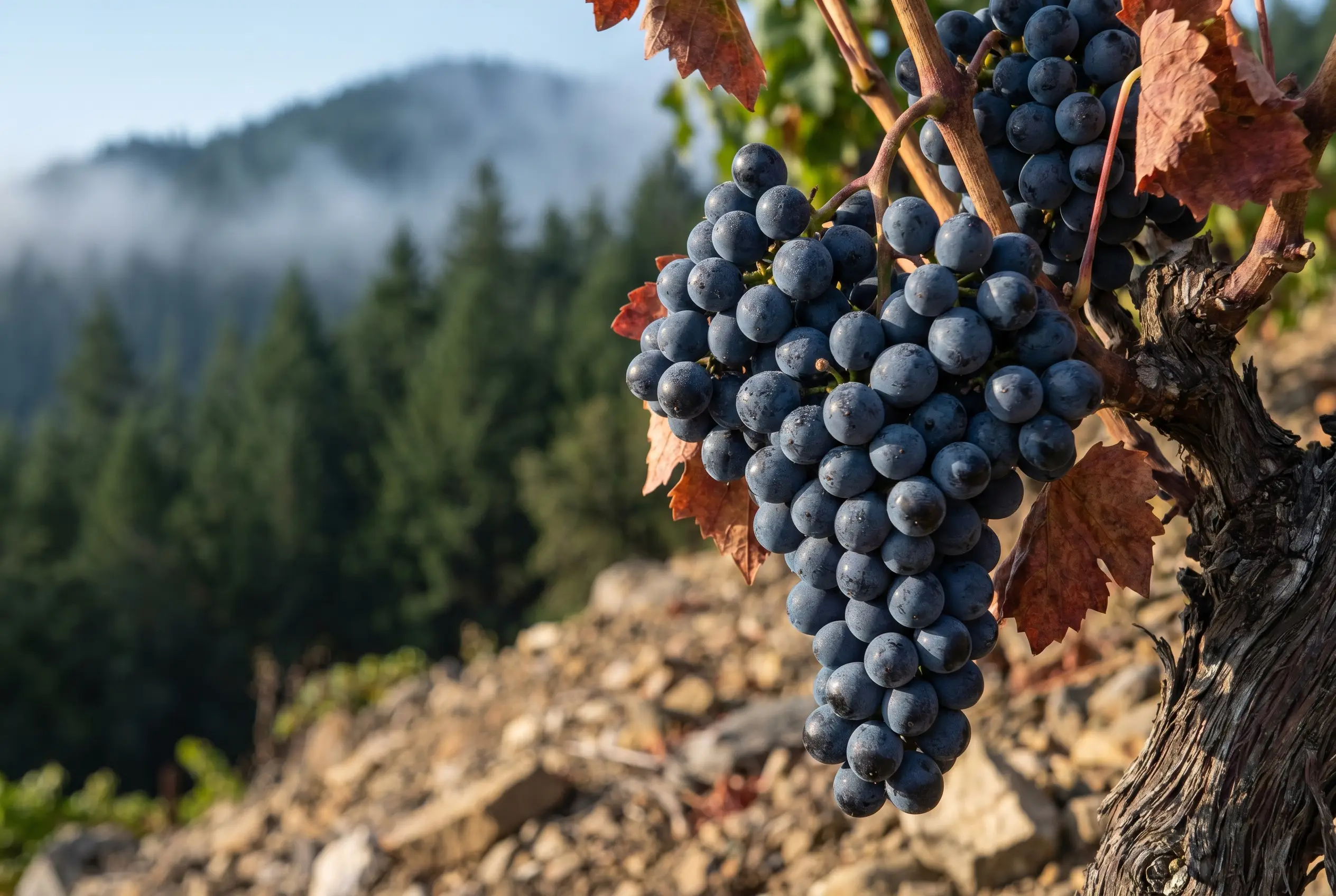 Mountain Syrah — Mount Veeder