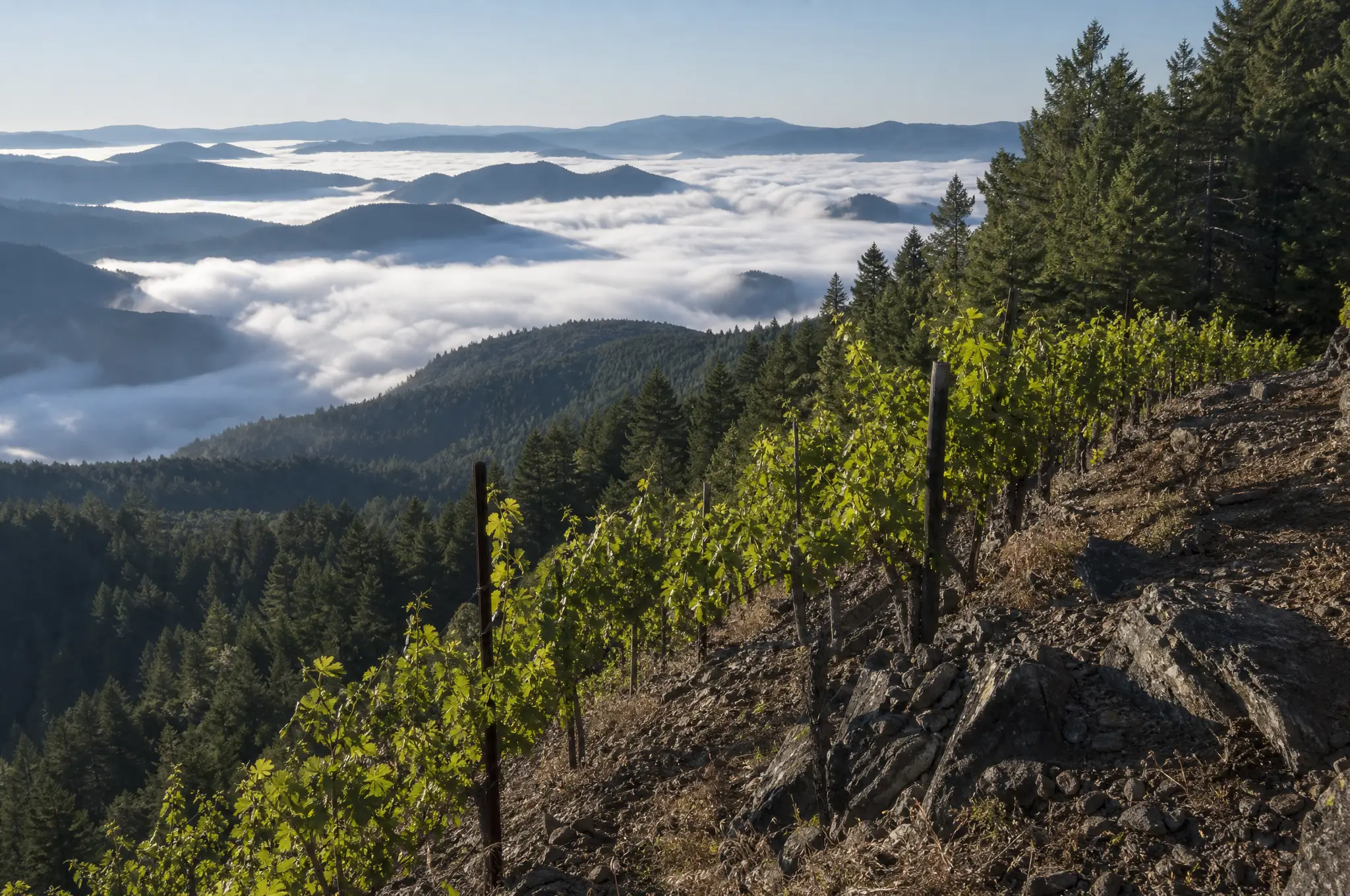Mount Veeder Cabernet Sauvignon — Mount Veeder