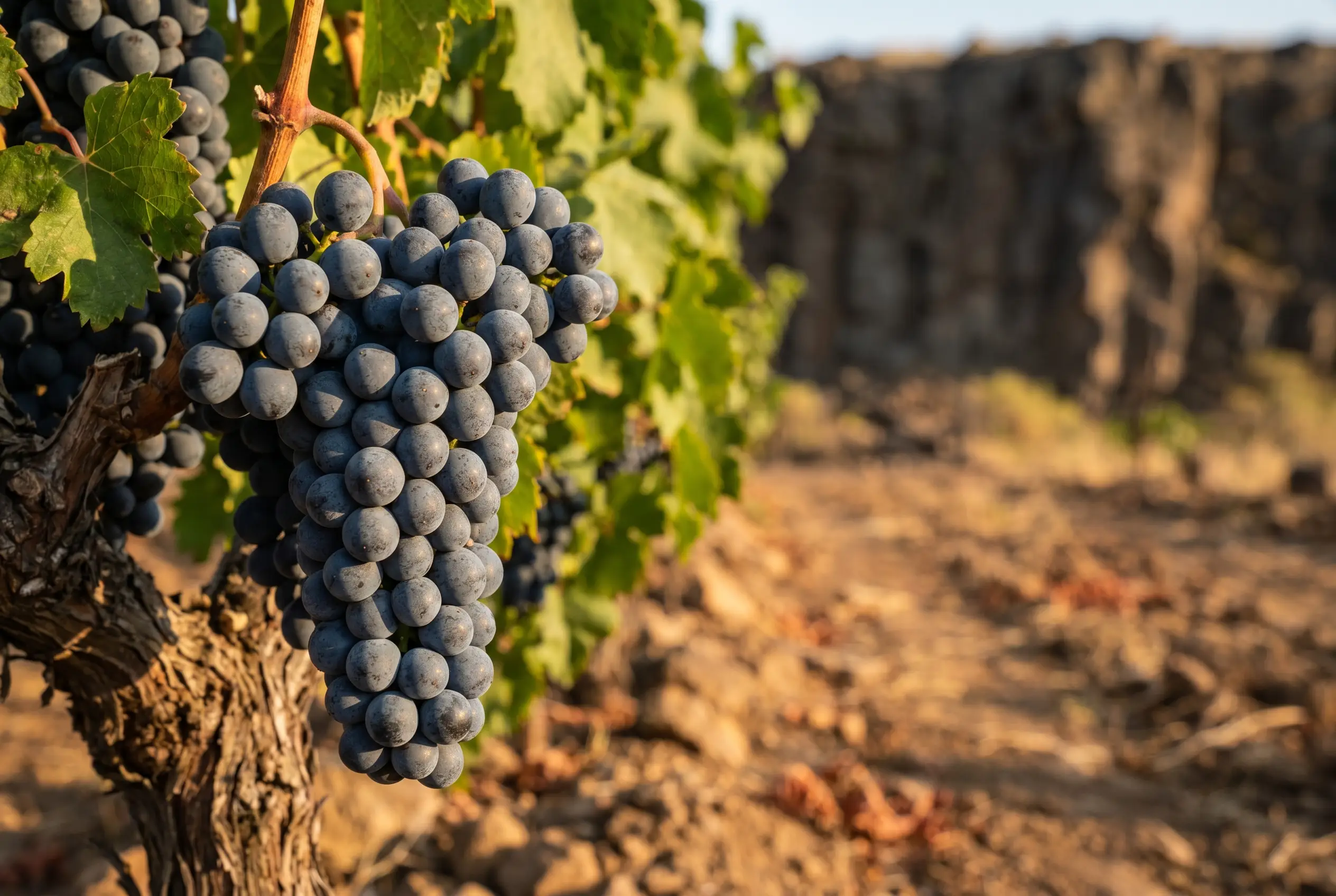 District Petit Verdot — Stags Leap District