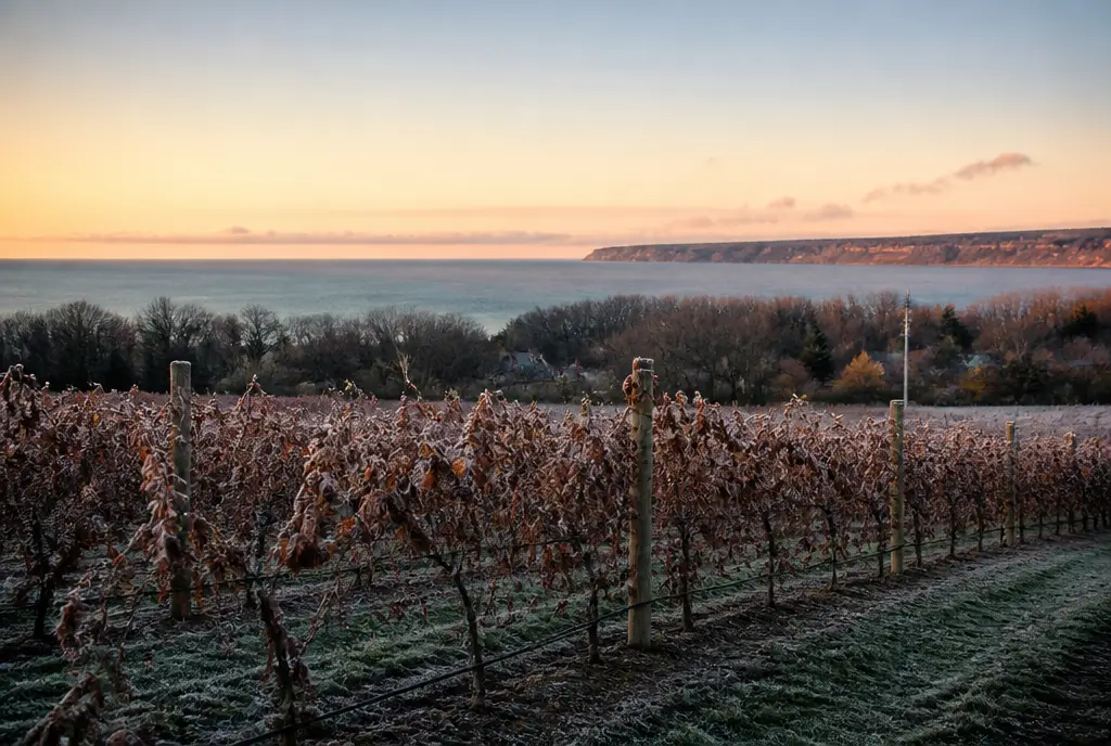 Niagara Riesling β Niagara Peninsula